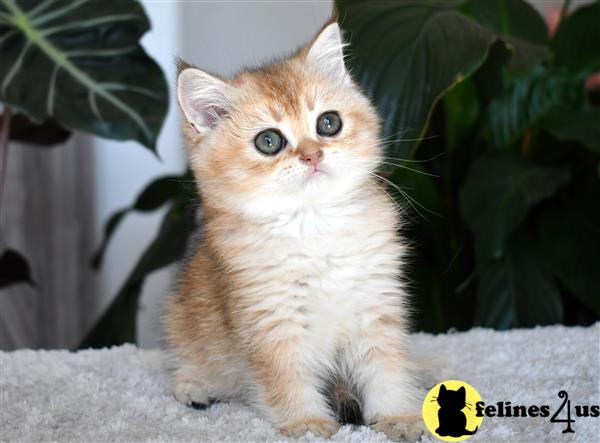 thechubbyfacedcat Picture 3